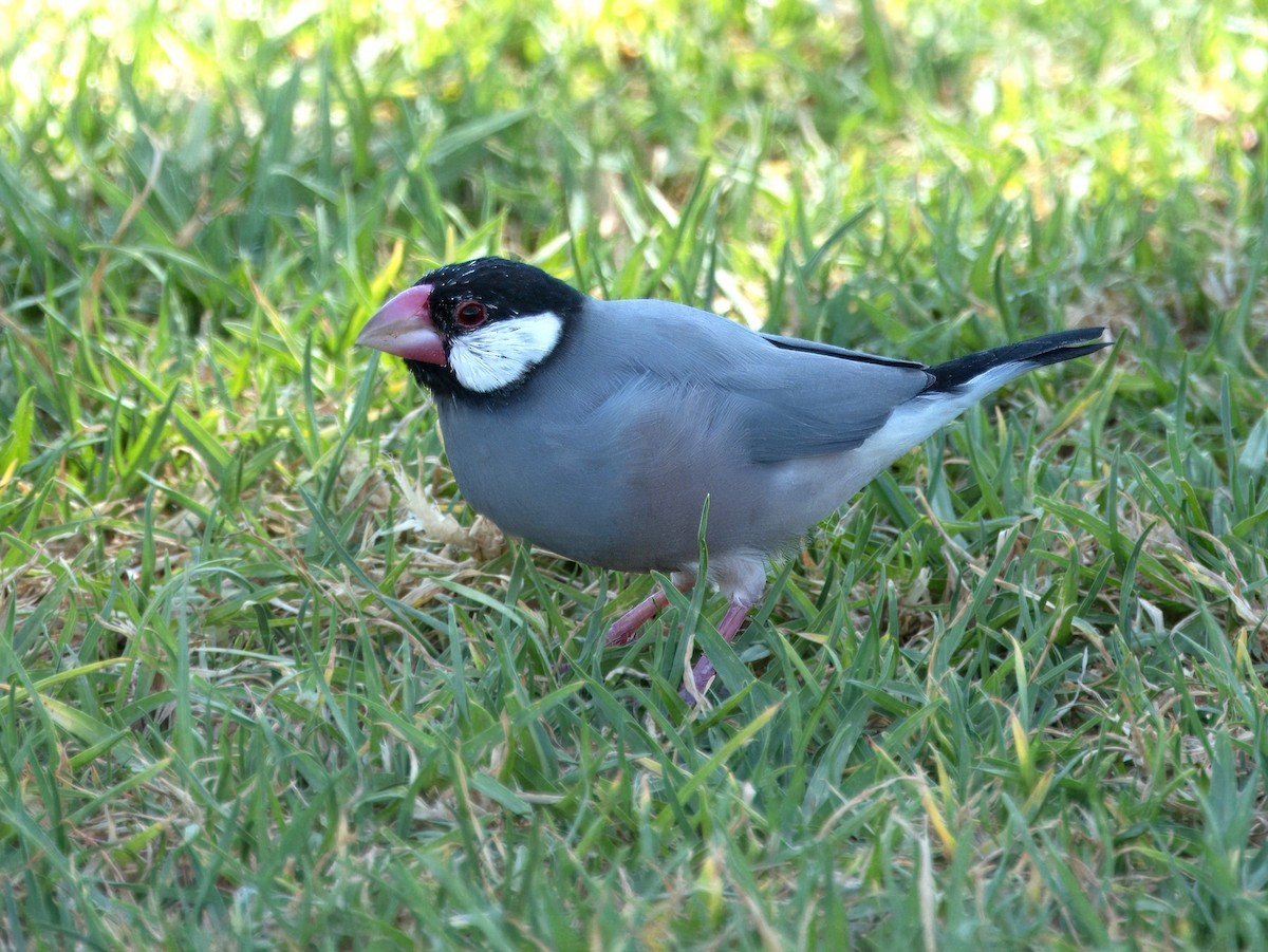 Java Sparrow - ML618668919