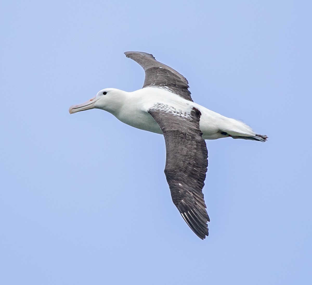 Northern Royal Albatross - Hoeckman's Wildlife