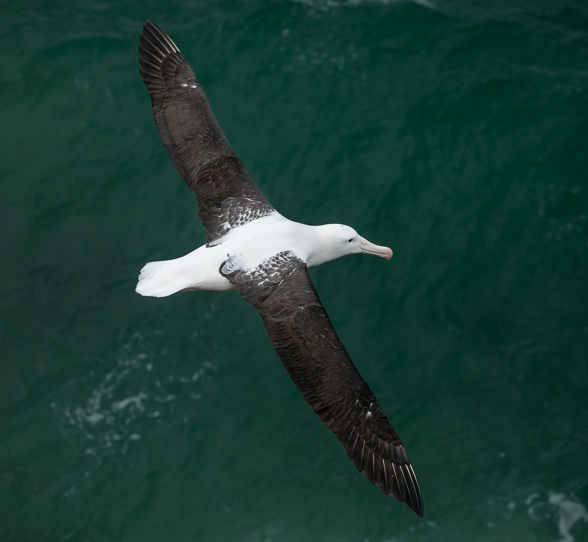 Northern Royal Albatross - ML618668955
