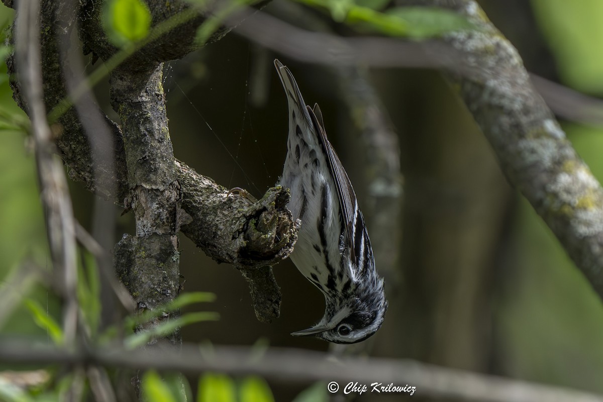 Black-and-white Warbler - ML618668961