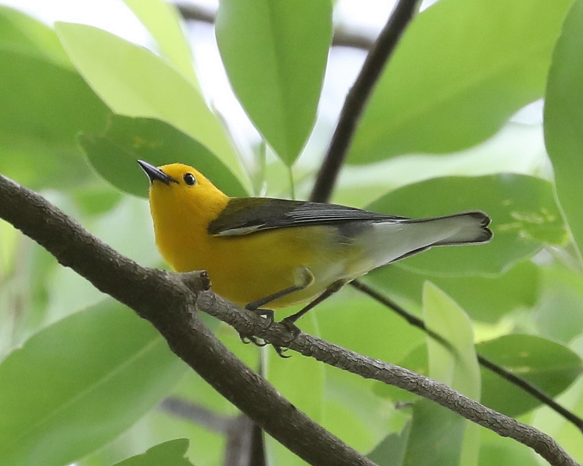 Prothonotary Warbler - ML618668971