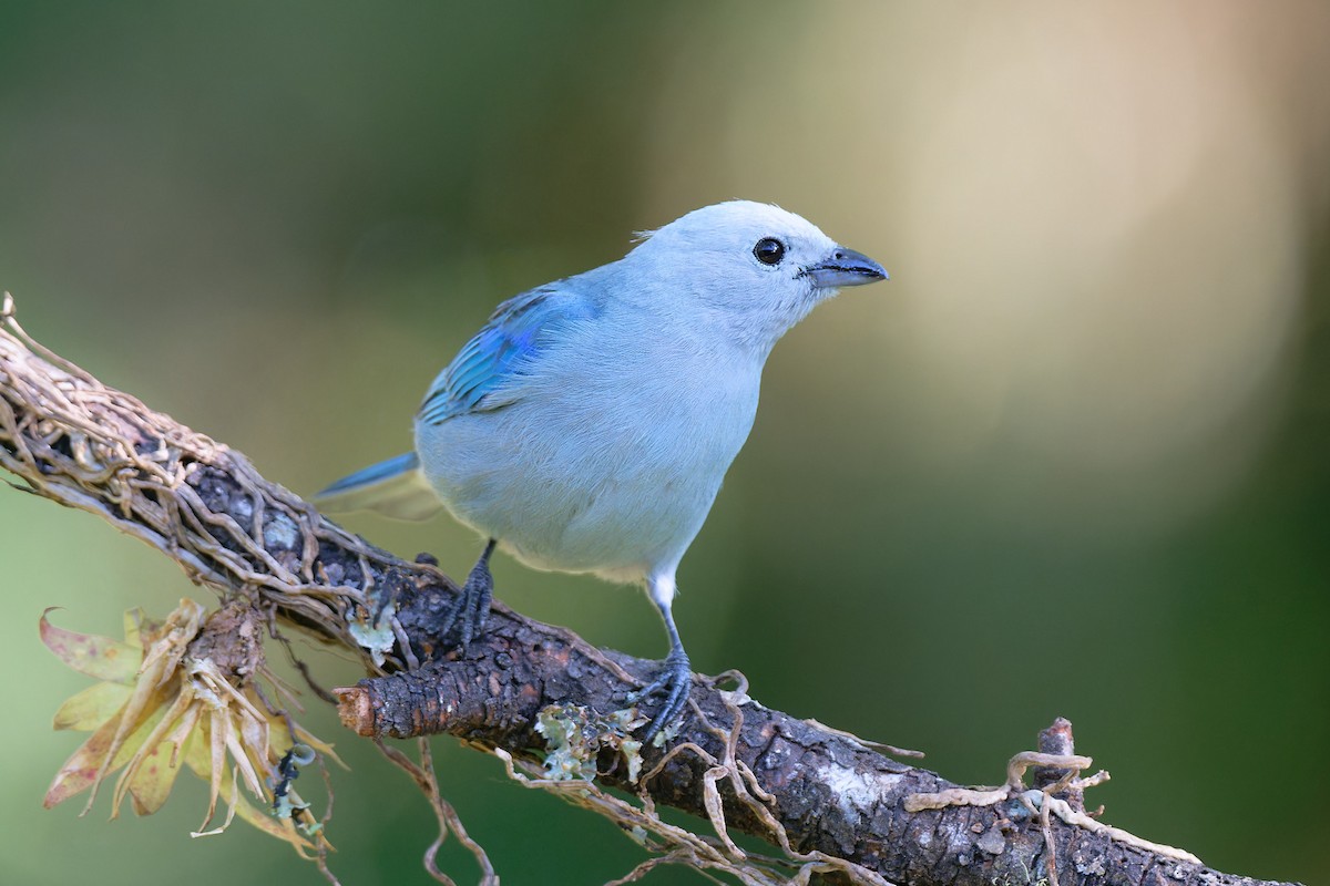 Blue-gray Tanager - ML618668981