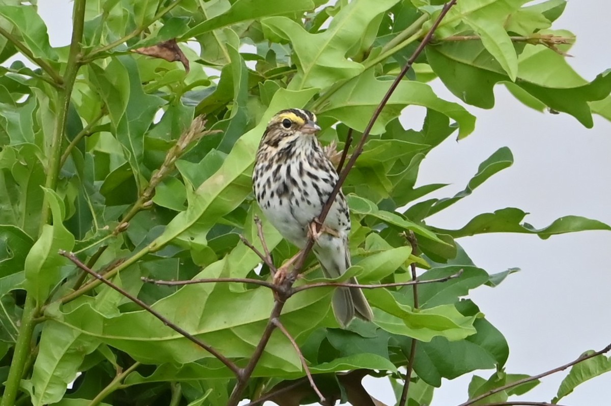 Savannah Sparrow - ML618668995