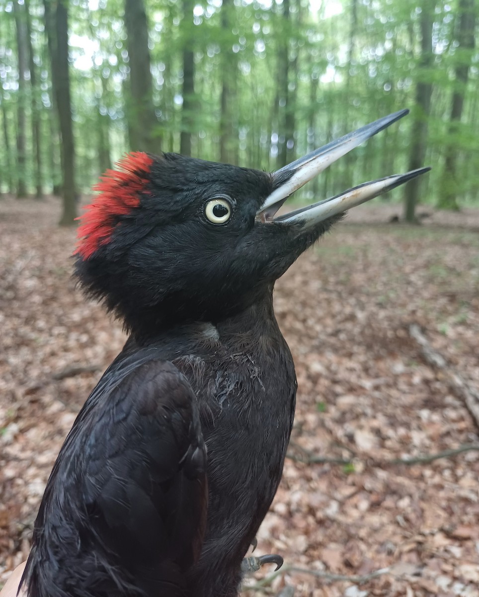 Black Woodpecker - David Martinovský