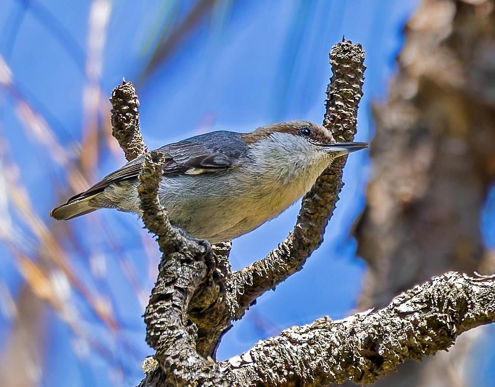 Brown-headed Nuthatch - ML618669029