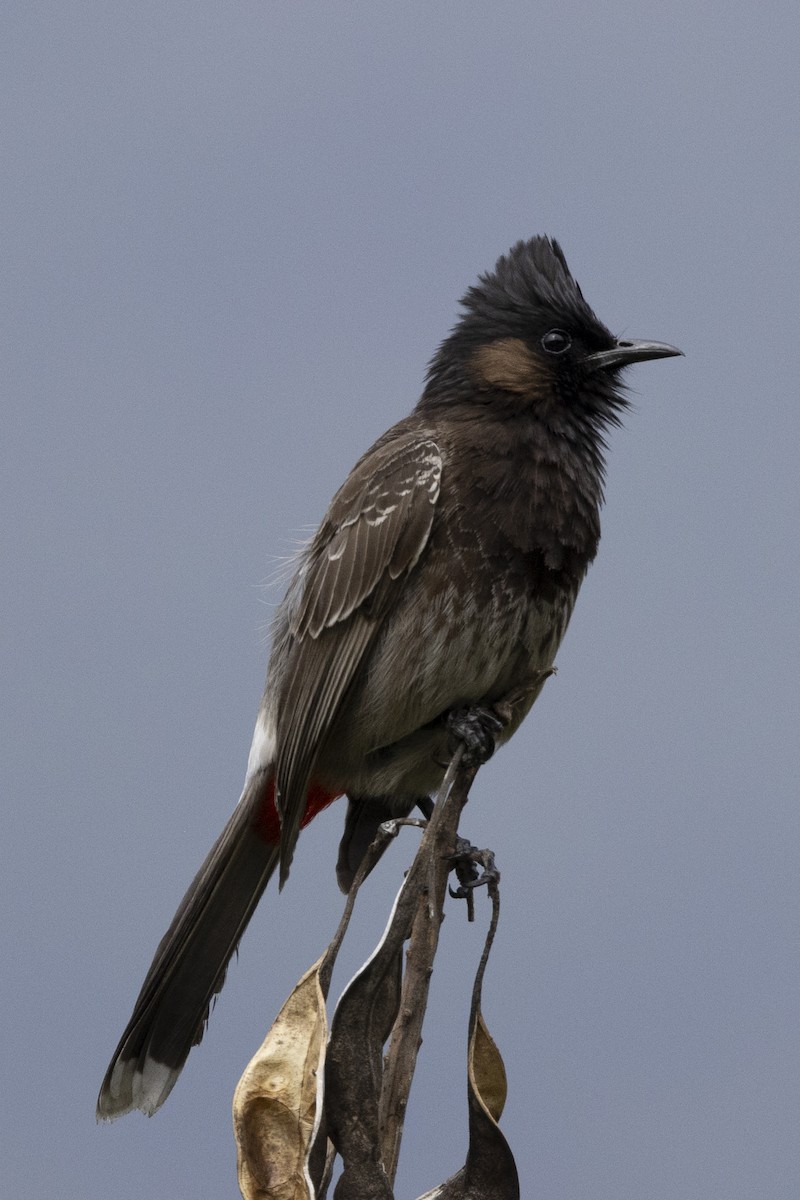 Red-vented Bulbul - ML618669043