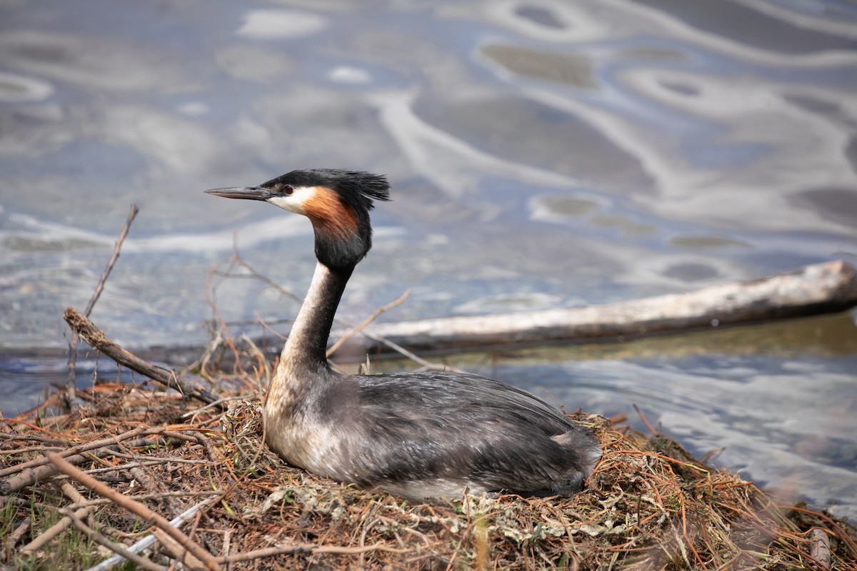 Great Crested Grebe - ML618669055