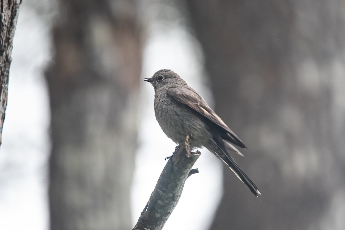 Townsend's Solitaire - ML618669068