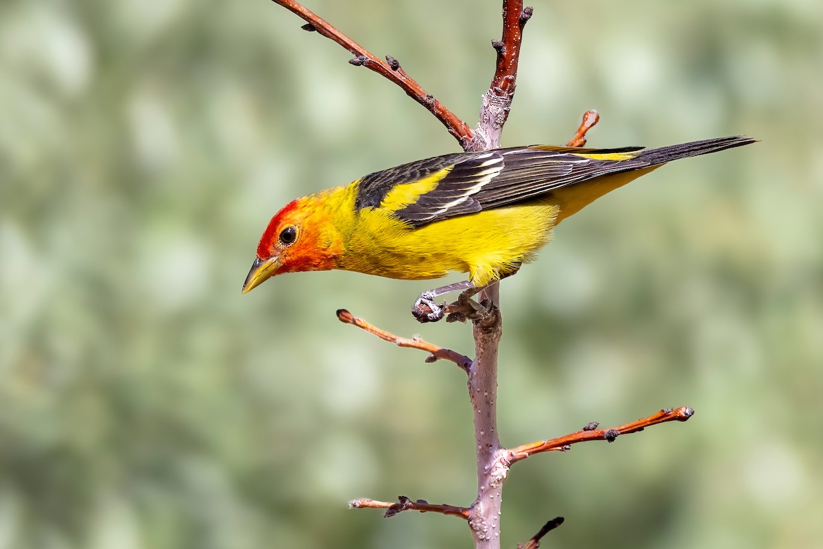 Western Tanager - ML618669091