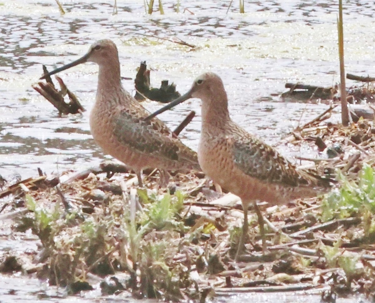 Long-billed Dowitcher - ML618669098