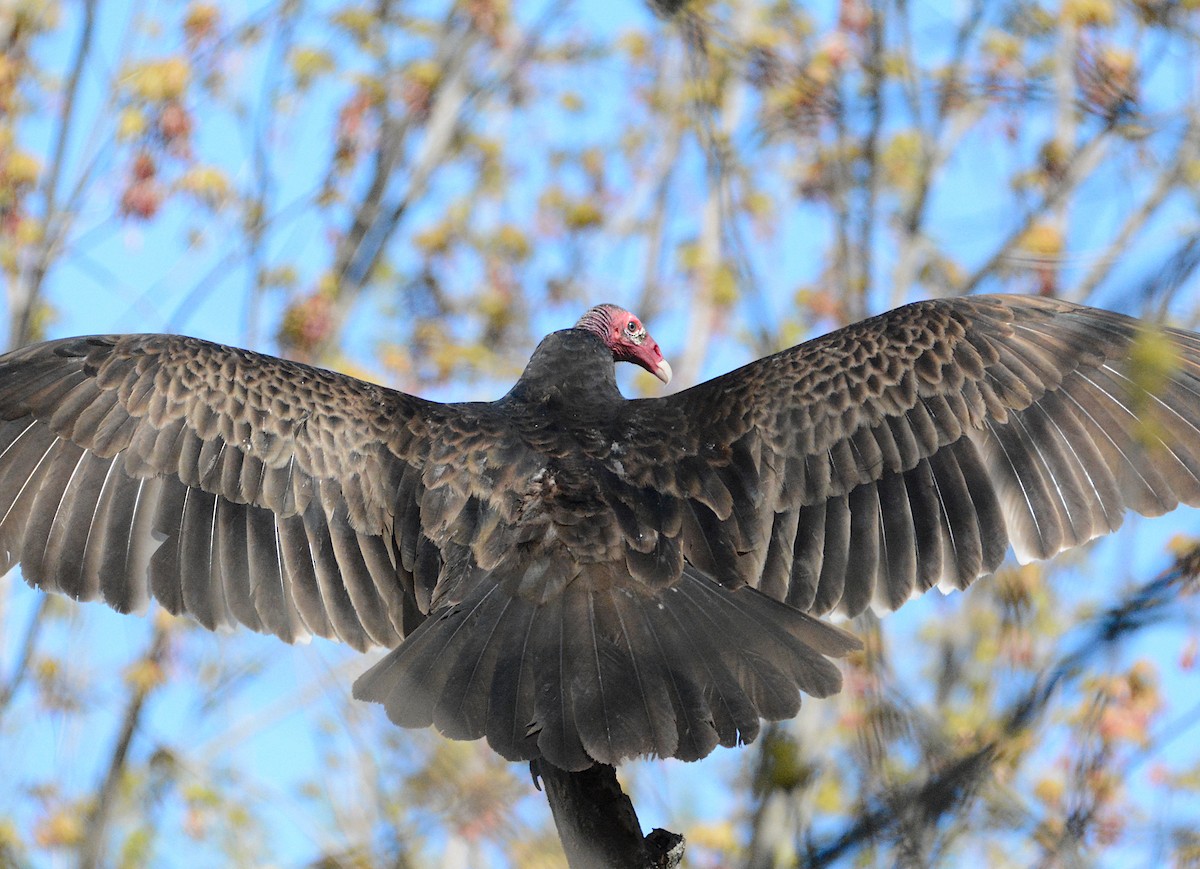 Turkey Vulture - ML618669108