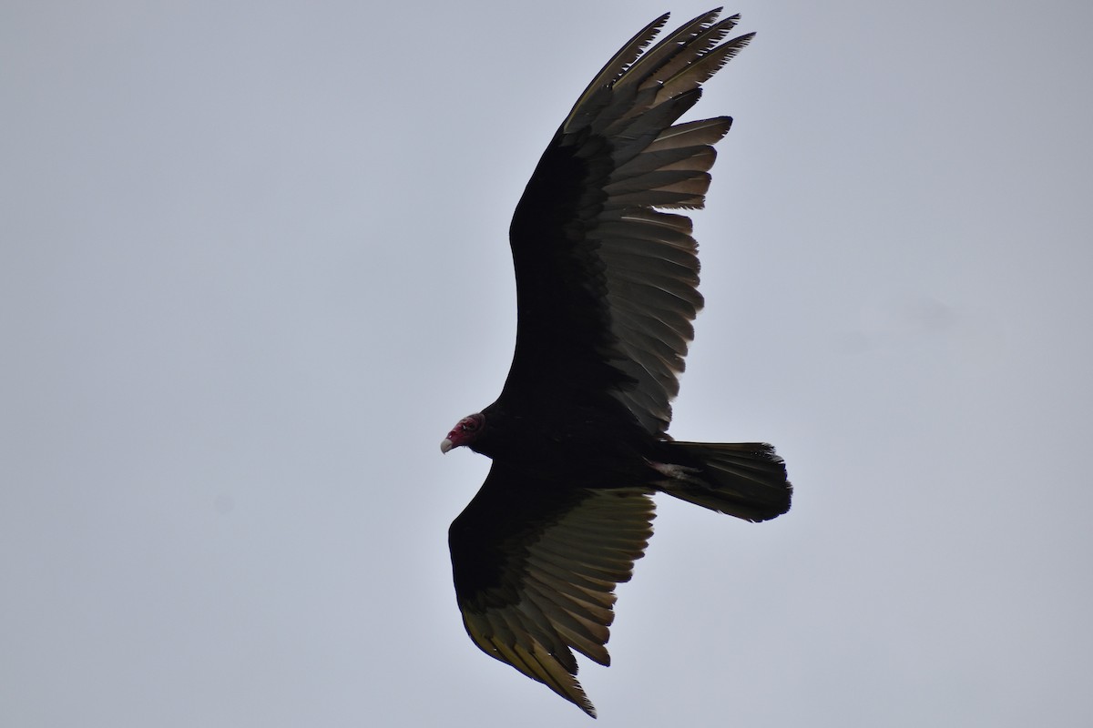 Turkey Vulture - ML618669129