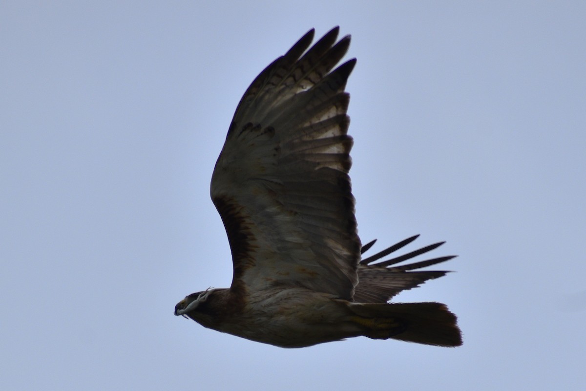 Red-tailed Hawk - ML618669137