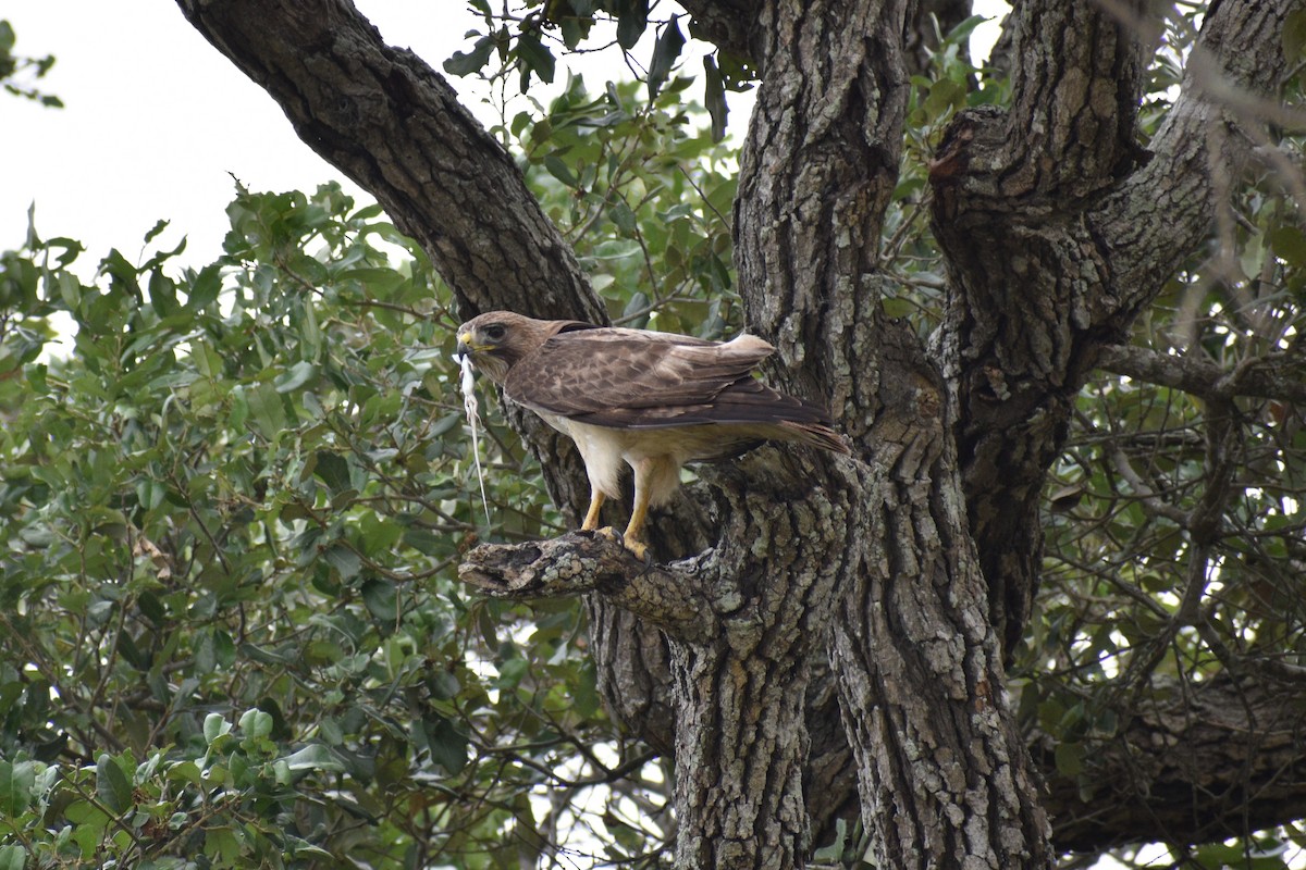 Red-tailed Hawk - ML618669138