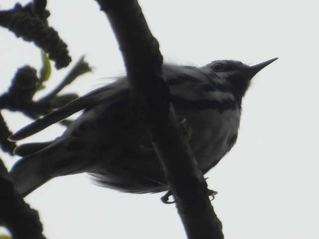 Black-and-white Warbler - ML618669178
