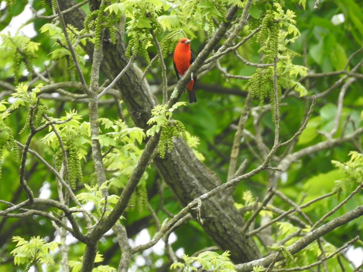 Scarlet Tanager - ML618669233