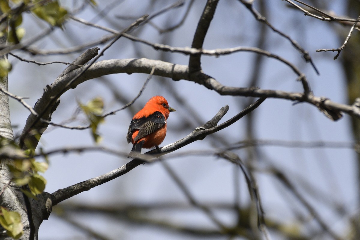 Scarlet Tanager - ML618669283