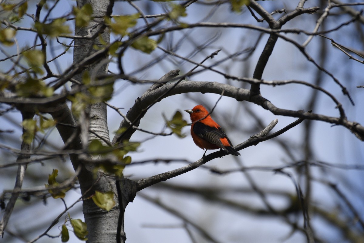 Scarlet Tanager - ML618669284