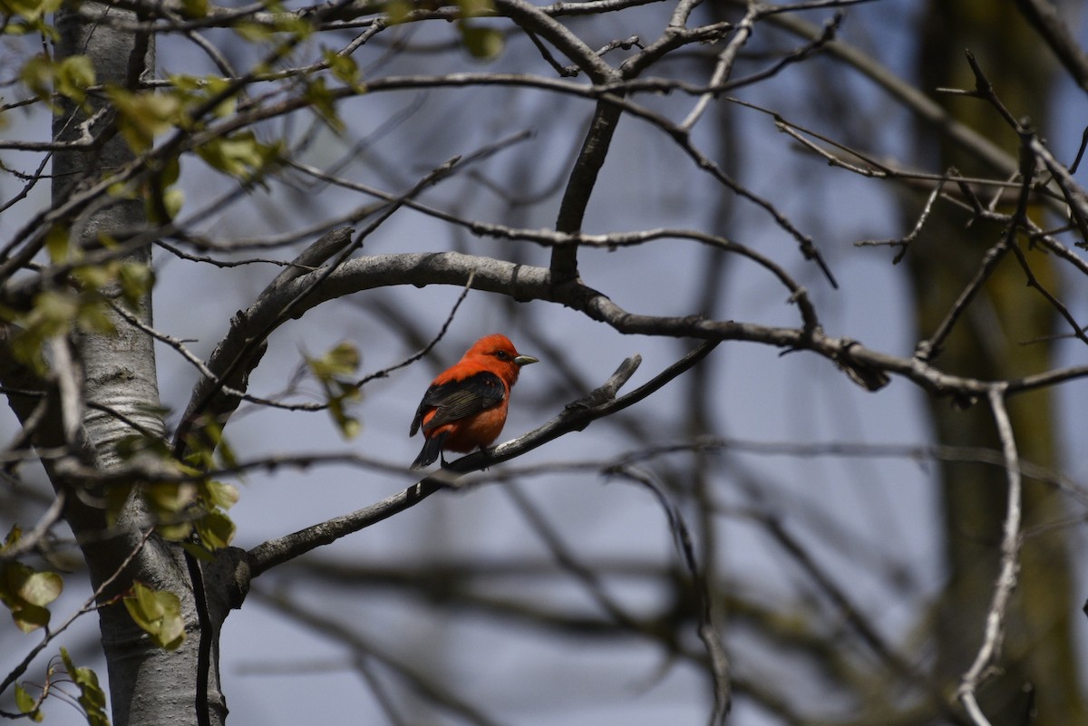 Scarlet Tanager - ML618669287