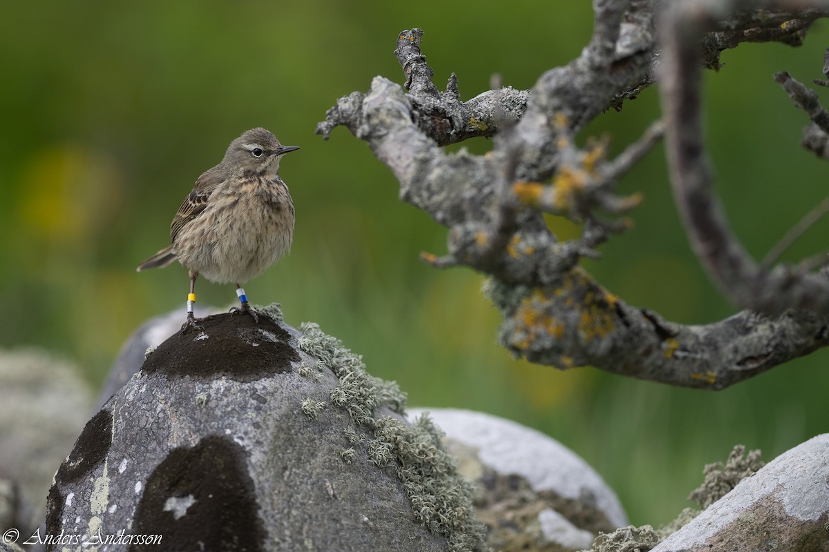 Rock Pipit - Anders Andersson