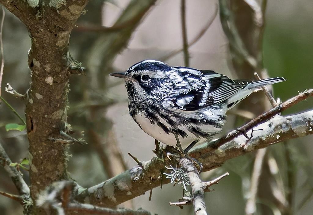 Black-and-white Warbler - ML618669333