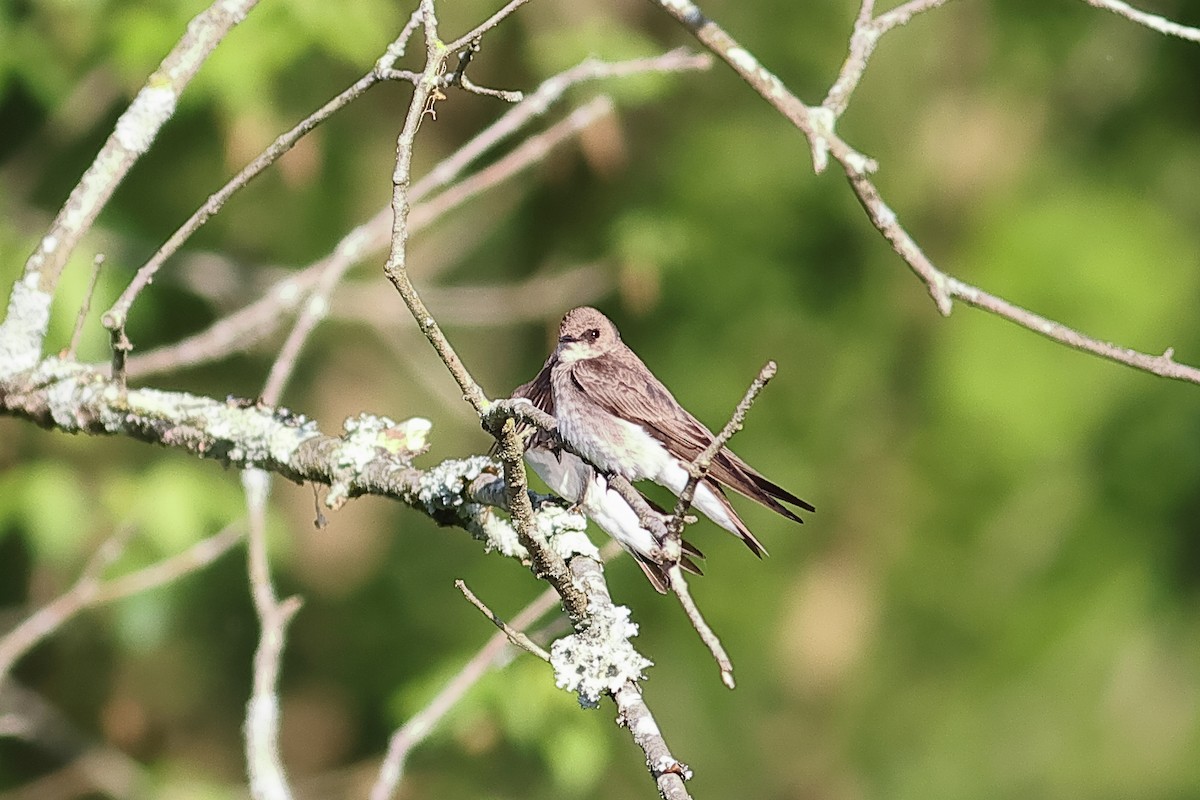 Northern Rough-winged Swallow - John Mercer
