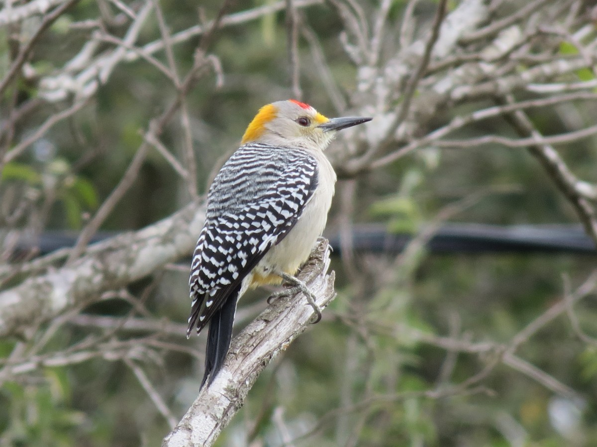 Golden-fronted Woodpecker - ML618669373