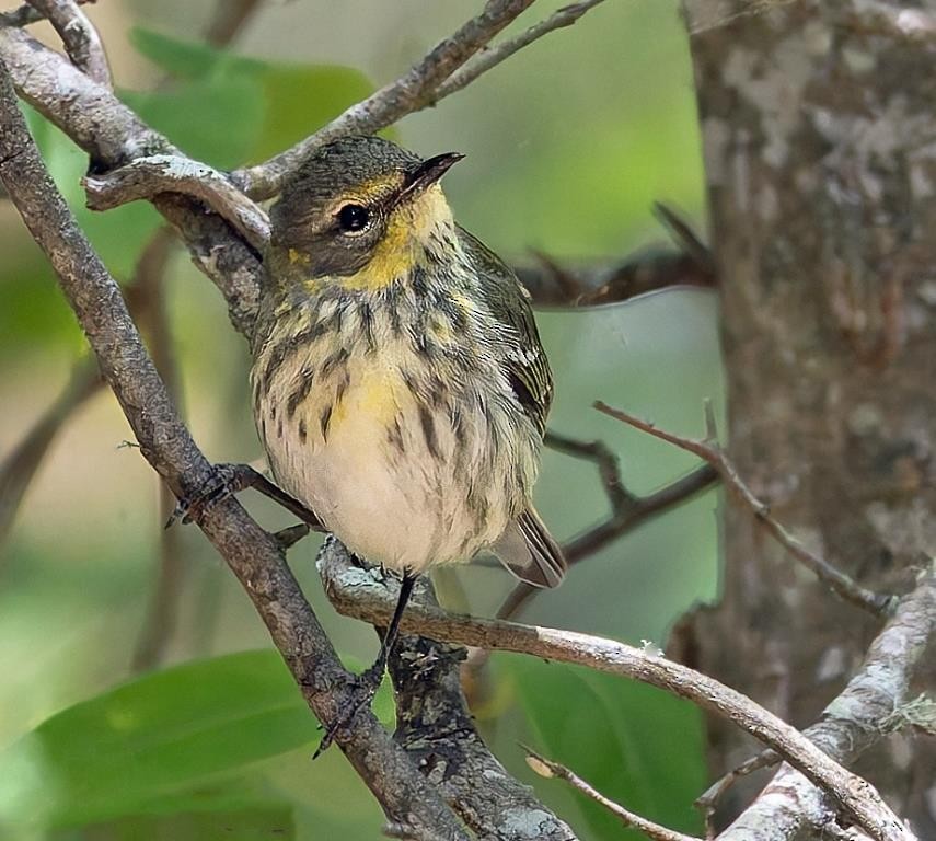 Cape May Warbler - ML618669374