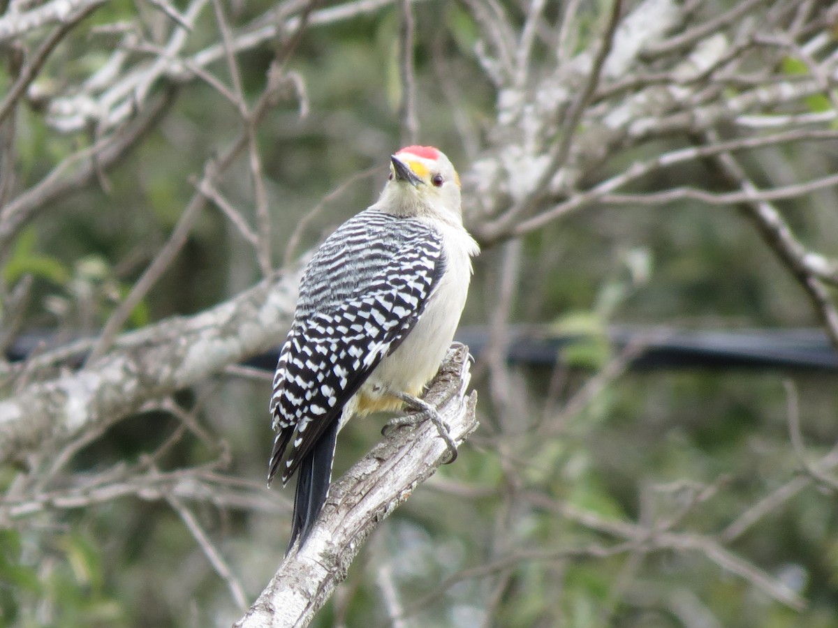 Golden-fronted Woodpecker - ML618669376