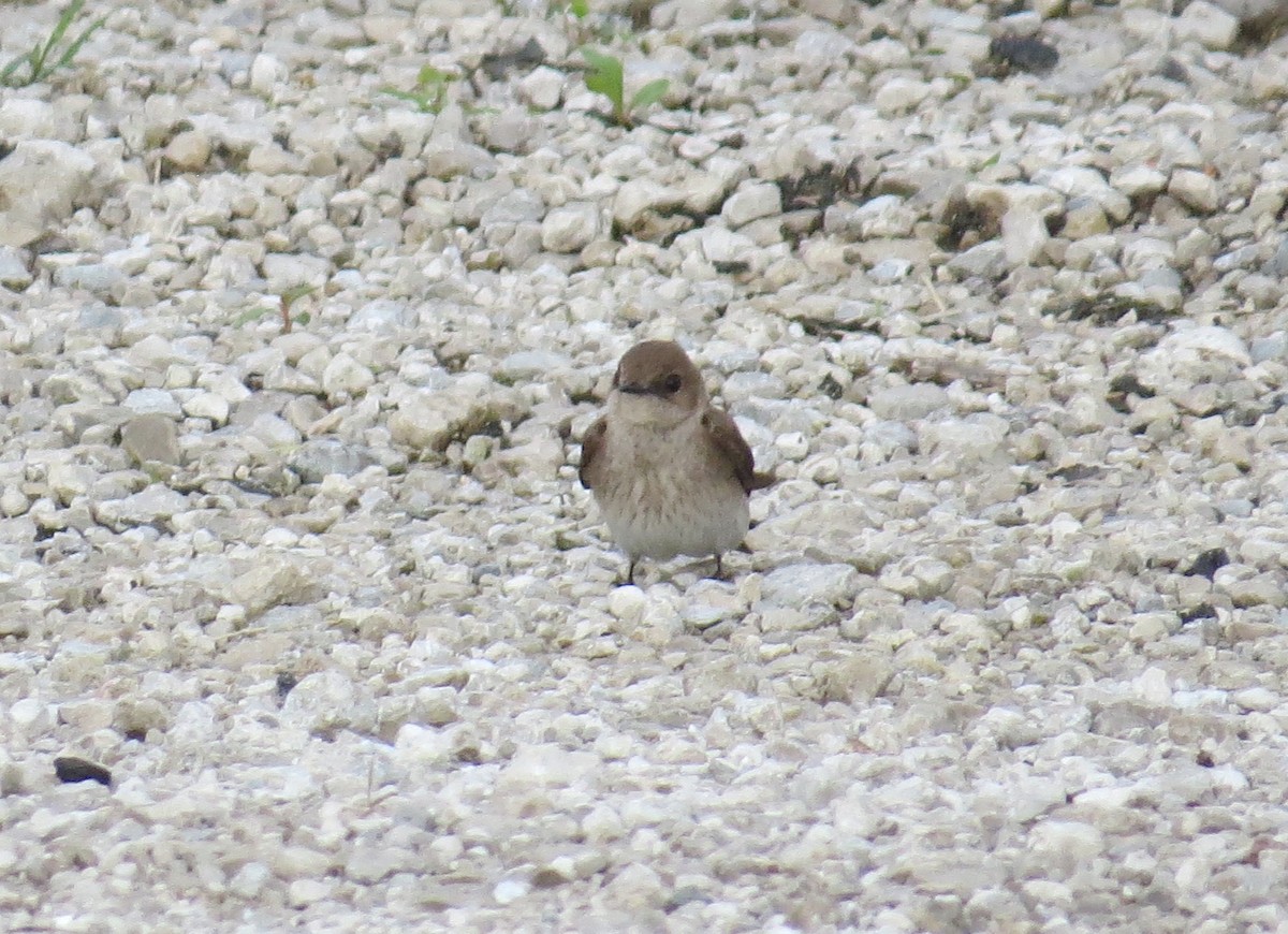 Northern Rough-winged Swallow - ML618669415