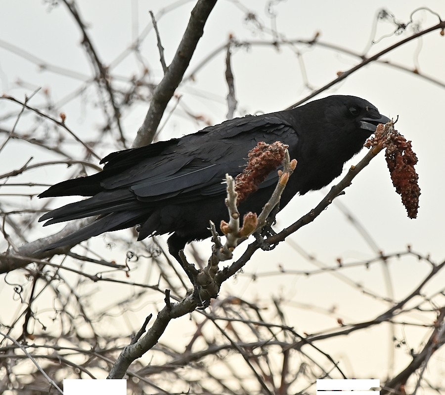 American Crow - Regis Fortin