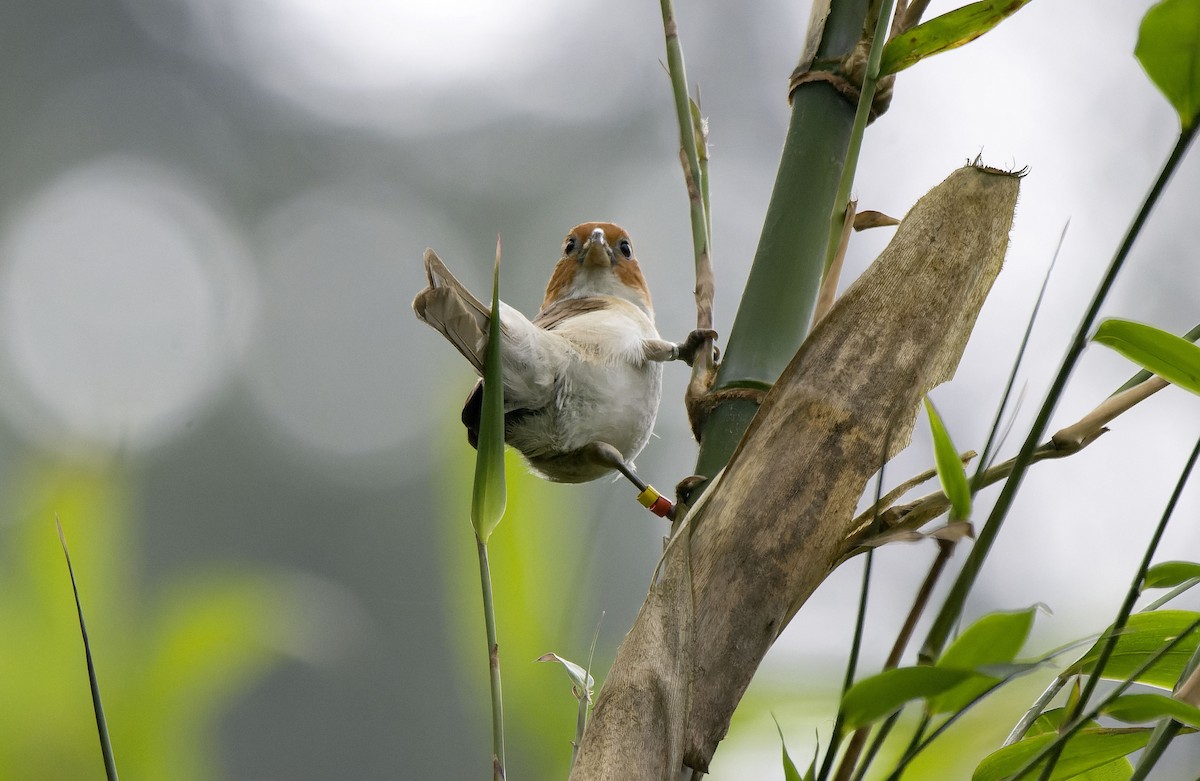 White-breasted Parrotbill - ML618669442