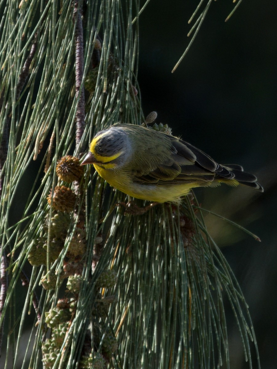 Yellow-fronted Canary - ML618669459