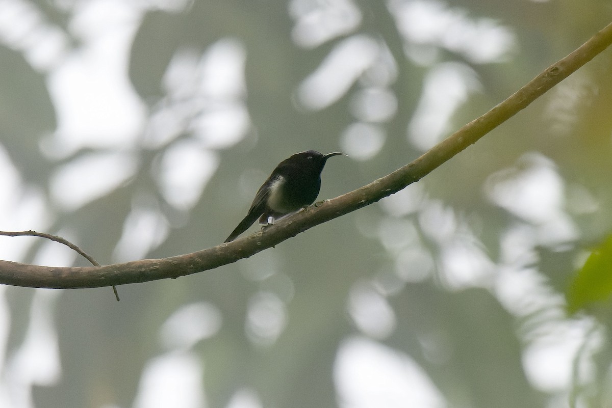 Black-throated Sunbird - ML618669465