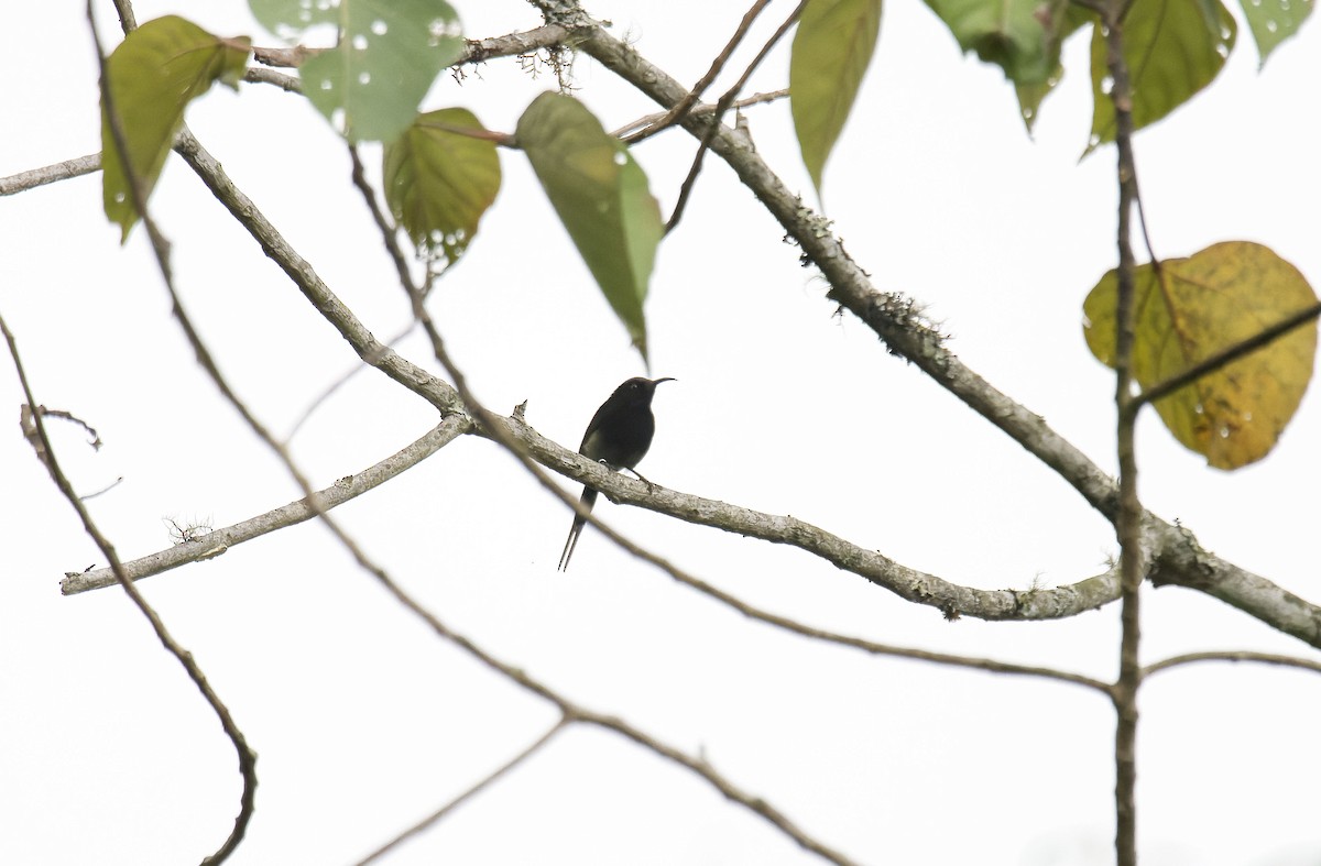 Black-throated Sunbird - ML618669466