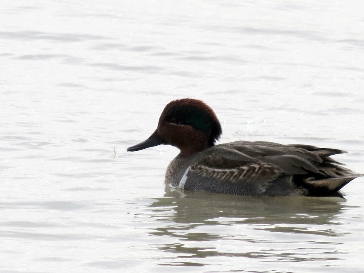Green-winged Teal - Sam Holcomb