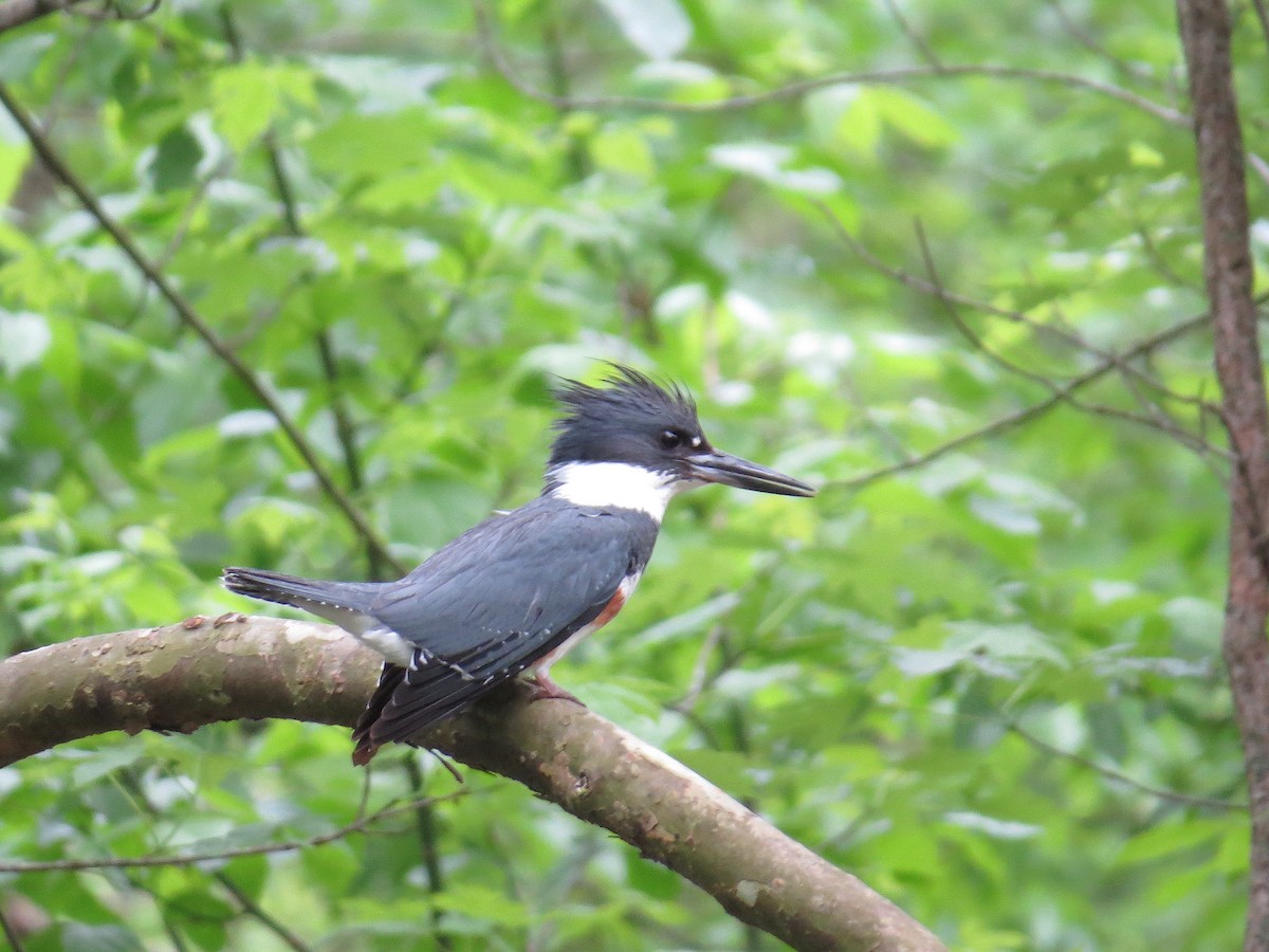 Belted Kingfisher - ML618669671