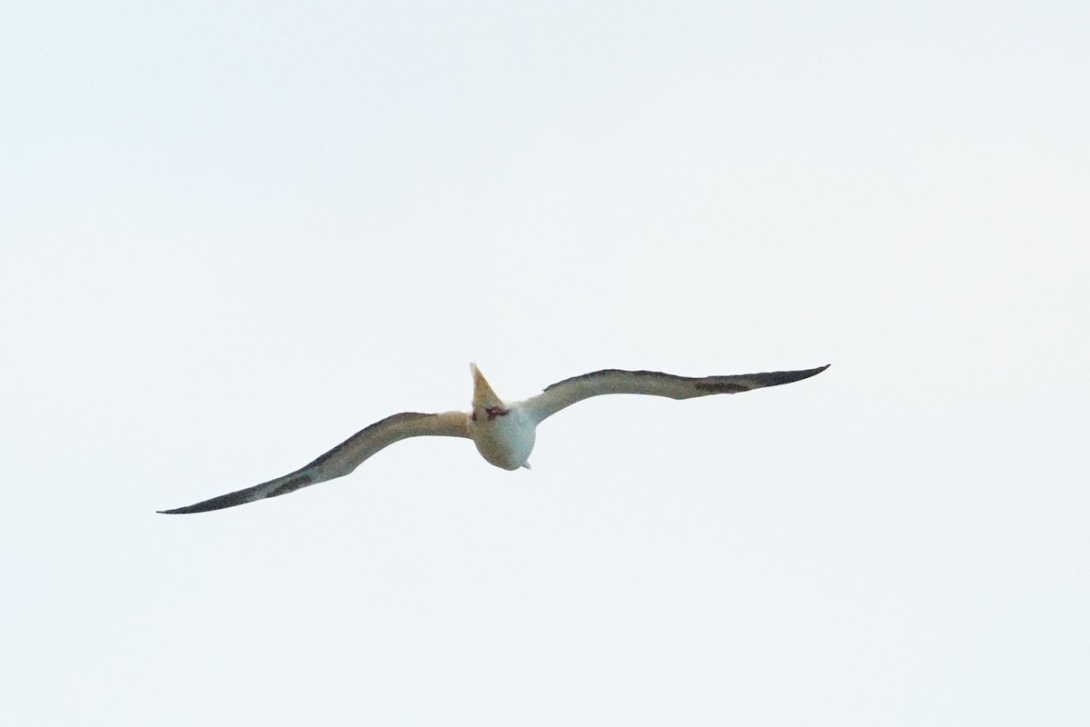 Red-footed Booby - ML618669684