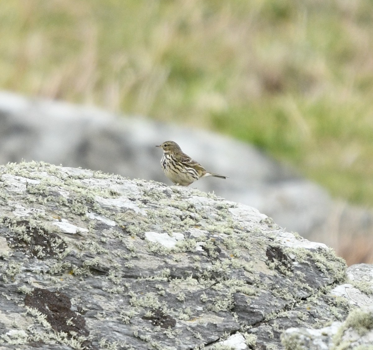 Meadow Pipit - ML618669760