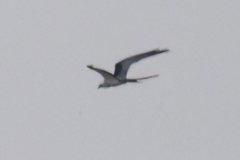 Swallow-tailed Kite - ML618669787