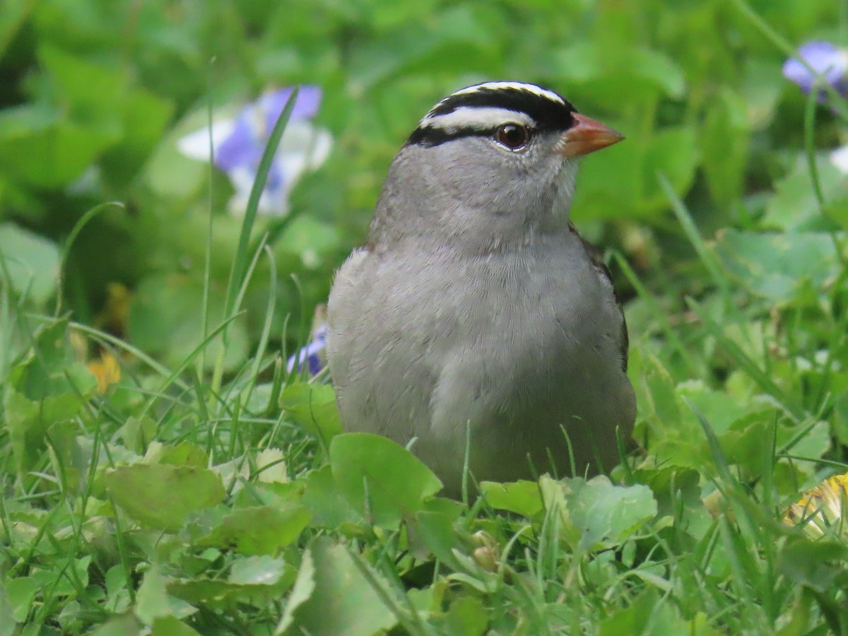 White-crowned Sparrow - ML618669788