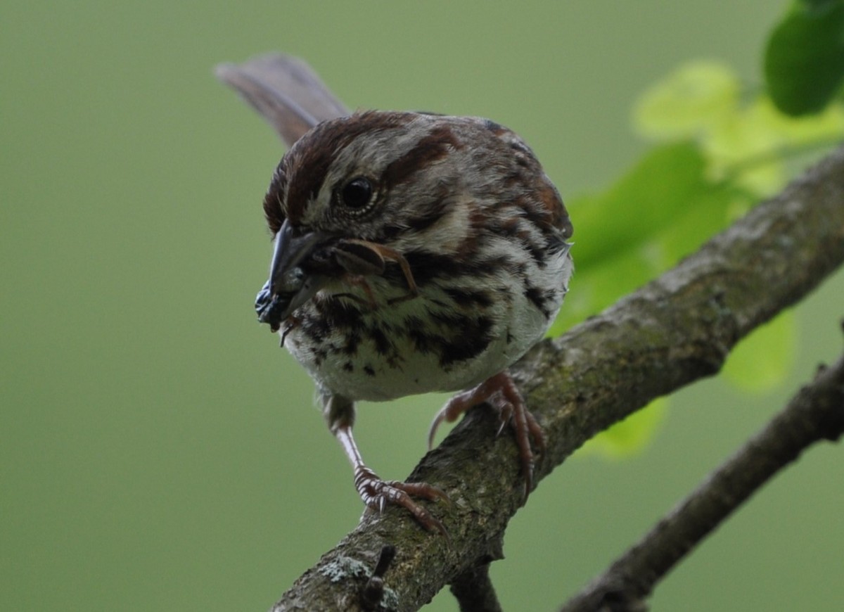Song Sparrow - David Argent