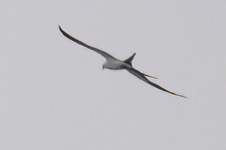 Swallow-tailed Kite - ML618669797