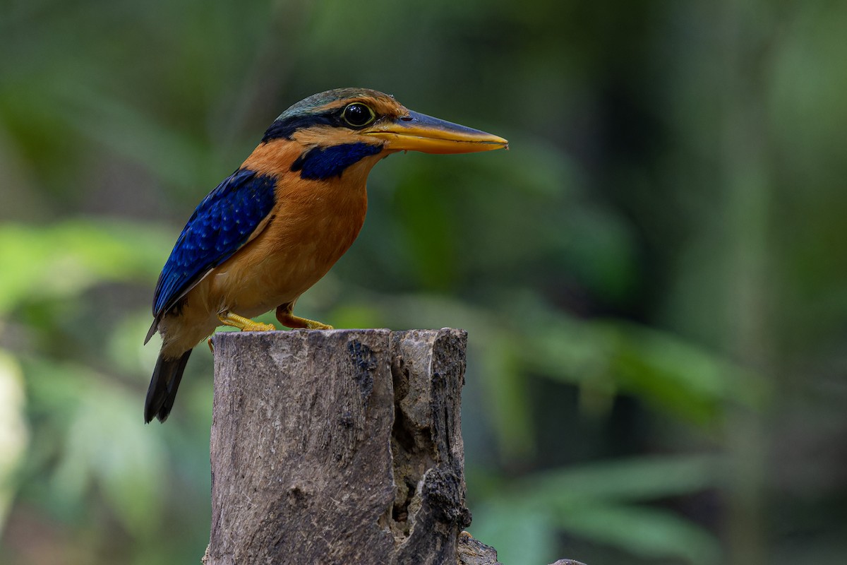 Rufous-collared Kingfisher - Muangpai Suetrong