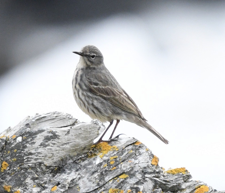 Meadow Pipit - ML618669913