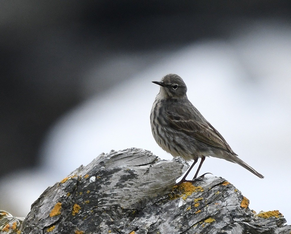 Meadow Pipit - ML618669917