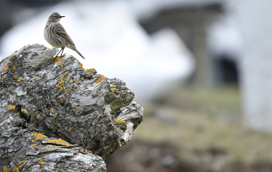 Meadow Pipit - ML618669921