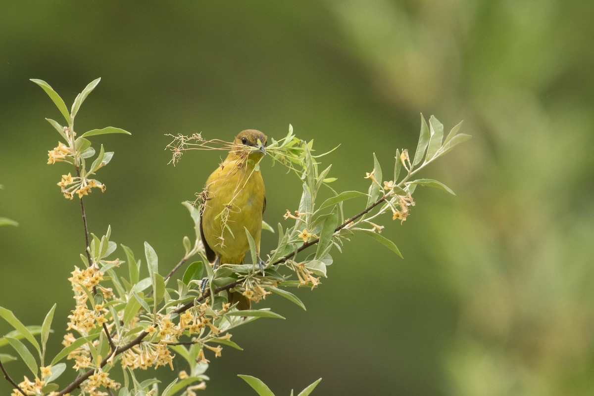 Orchard Oriole - ML618669929