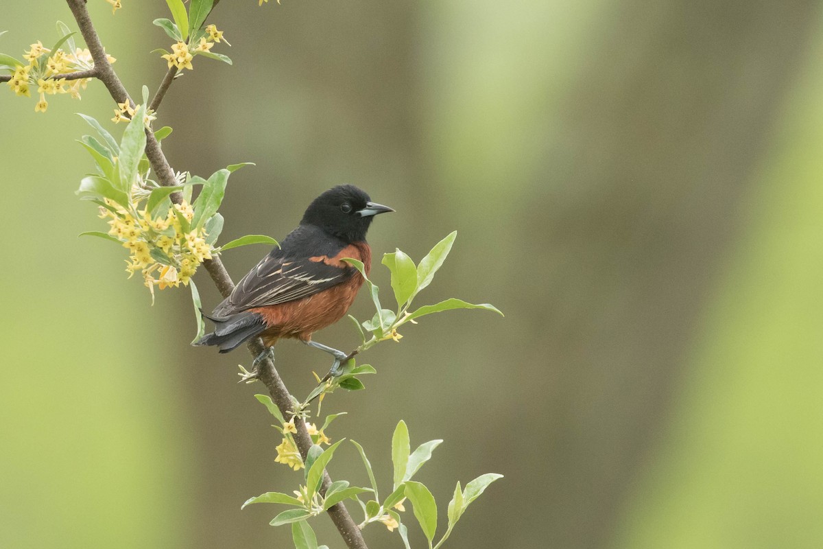 Orchard Oriole - ML618669930