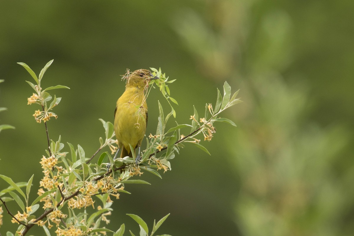 Orchard Oriole - ML618669931